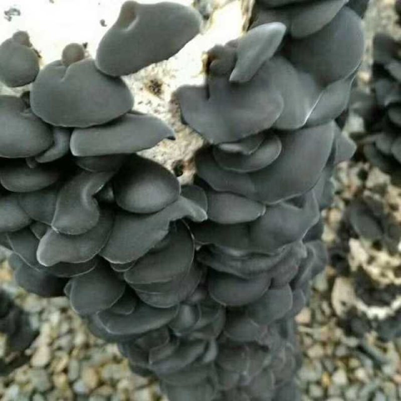 东北黑木耳无根无糖手工摘特产野生黑木耳干货500g
