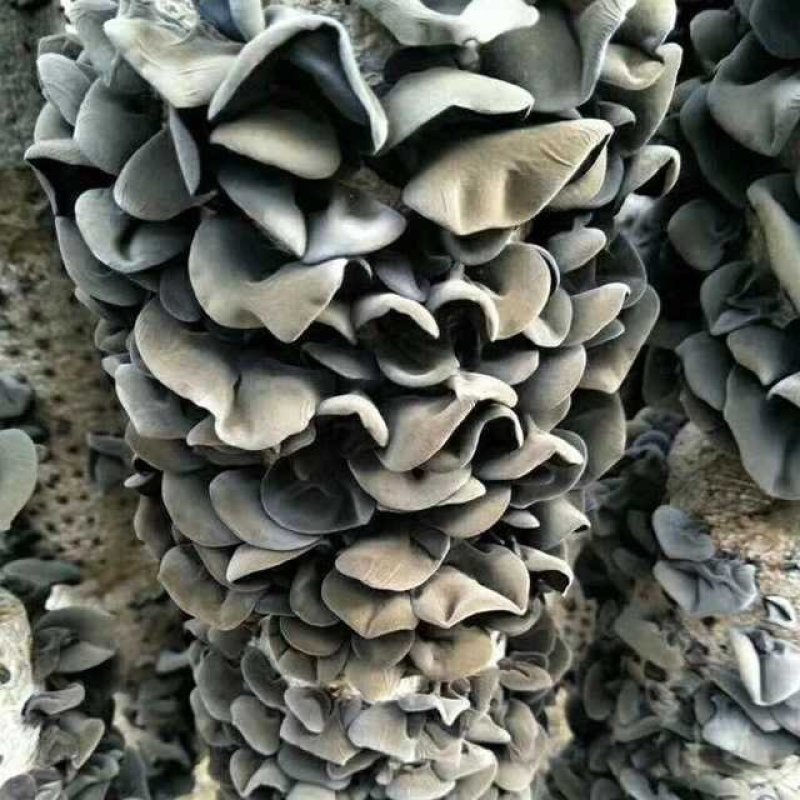 东北黑木耳无根无糖手工摘特产野生黑木耳干货500g