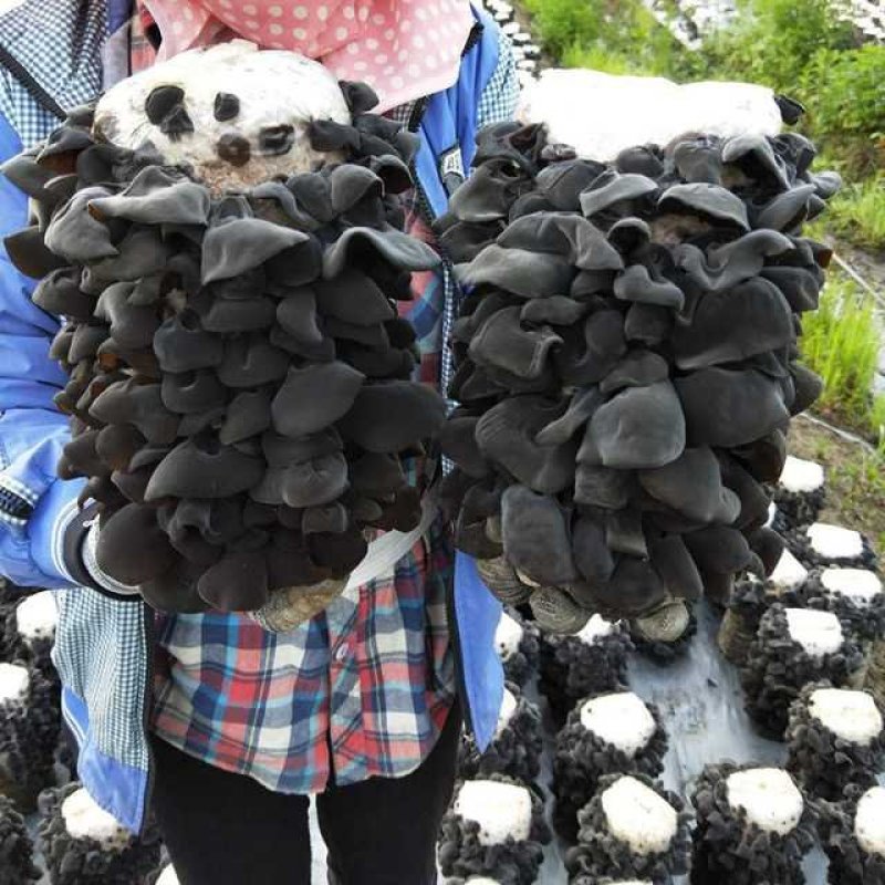 东北黑木耳无根无糖手工摘特产野生黑木耳干货500g