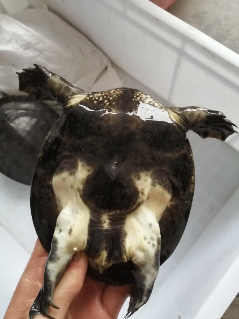 精品黑花，黄花甲鱼。外塘冷水生态鳖，全部精品货