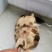精品黑花，黄花甲鱼。外塘冷水生态鳖，全部精品货