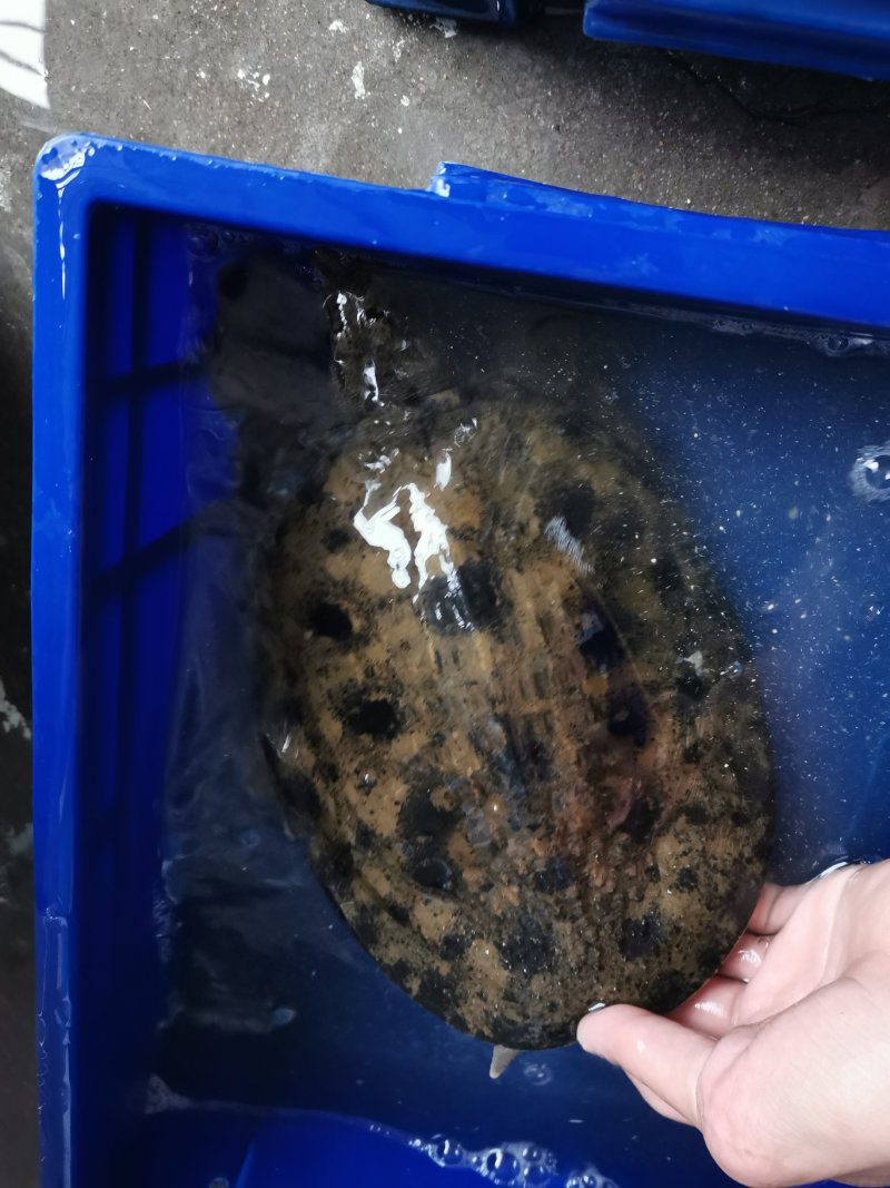 精品黑花，黄花甲鱼。外塘冷水生态鳖，全部精品货