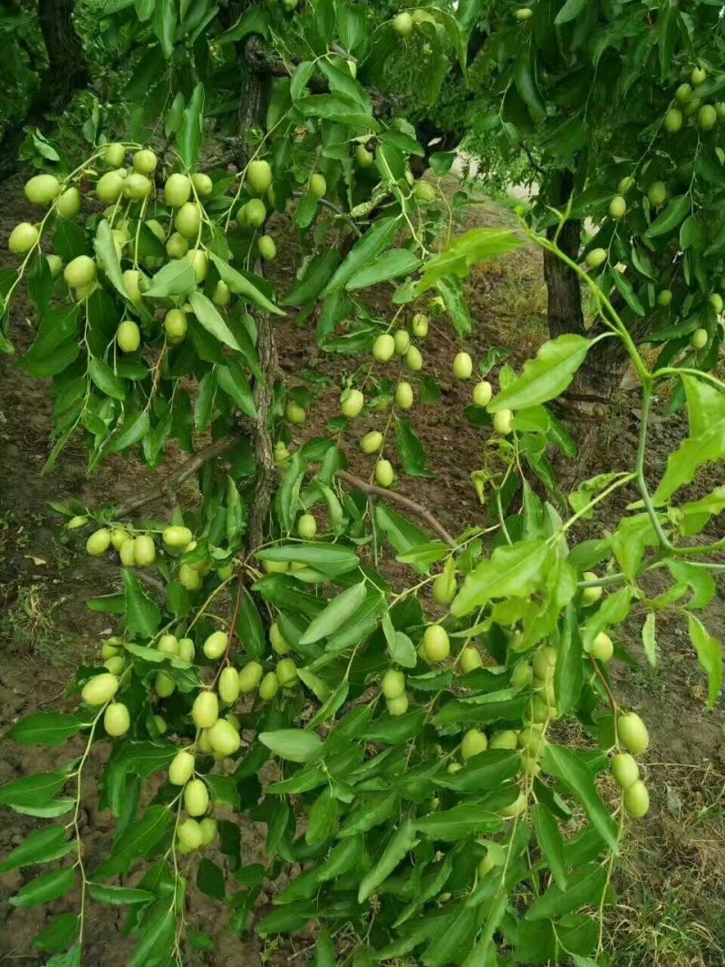 乐陵金丝天然无核小枣，粒粒精选，个个包满，自产自销