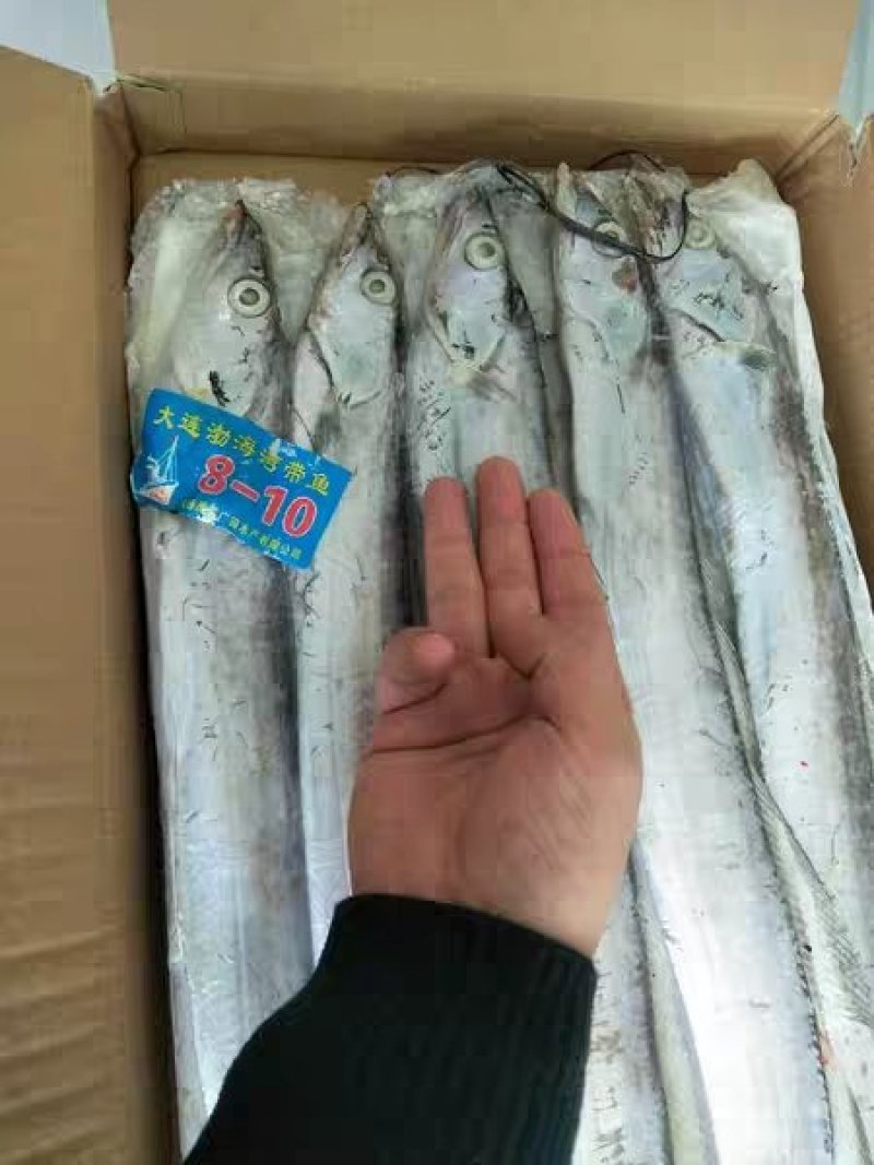 刀鱼