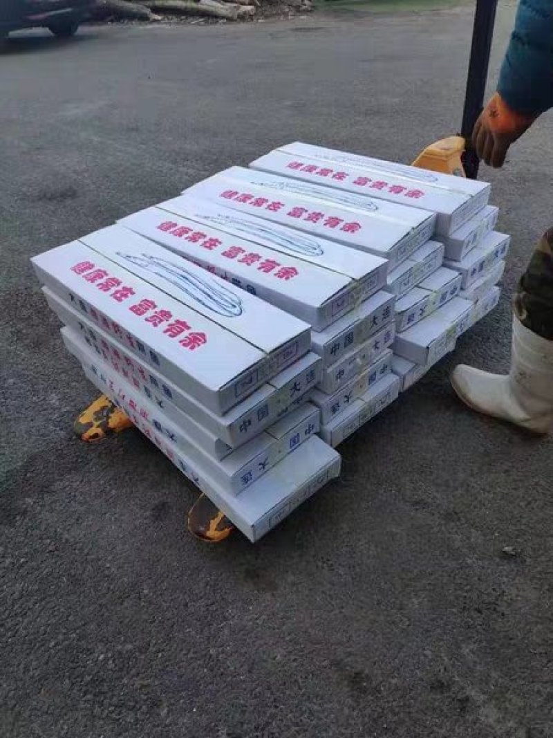 刀鱼