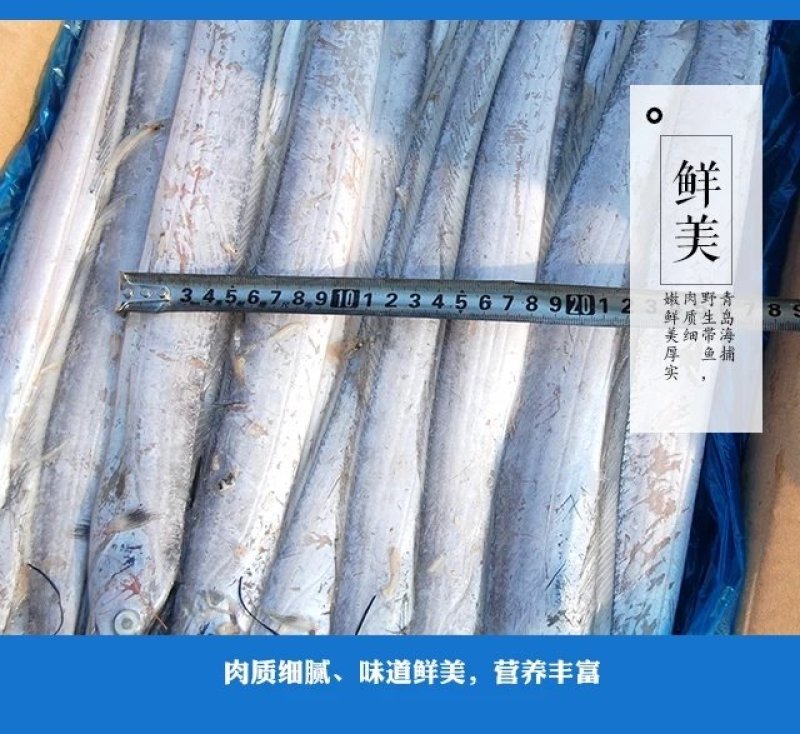 刀鱼