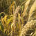 2022新米山西农家黄小米，厂家批发一斤也是批发价