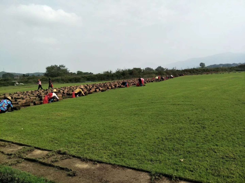 基地现铲，带土草皮台湾草马尼拉