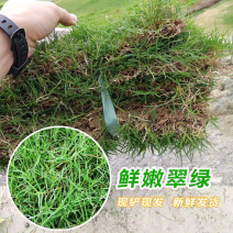 基地现铲，带土草皮台湾草马尼拉