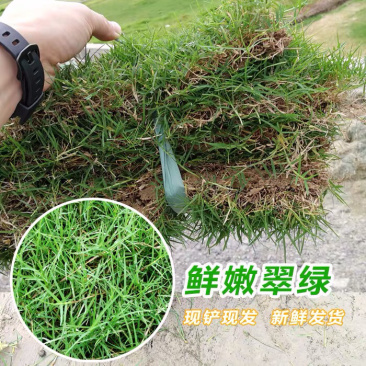 基地现铲，带土草皮台湾草马尼拉
