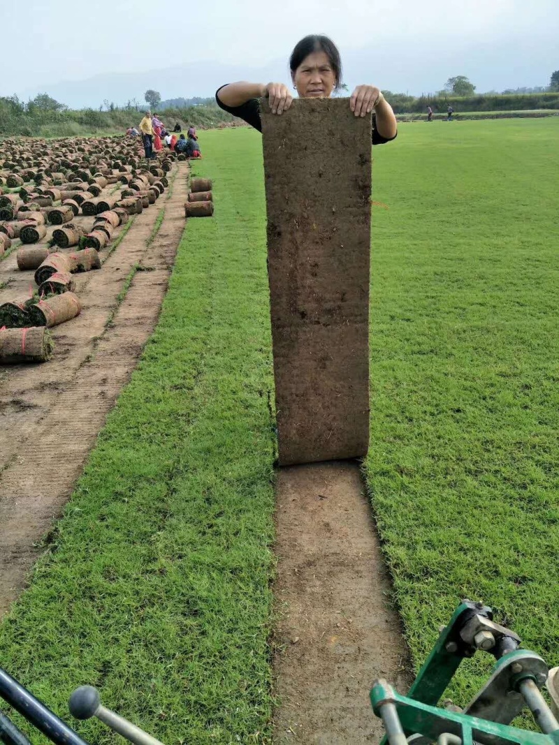 基地现铲，带土草皮台湾草马尼拉