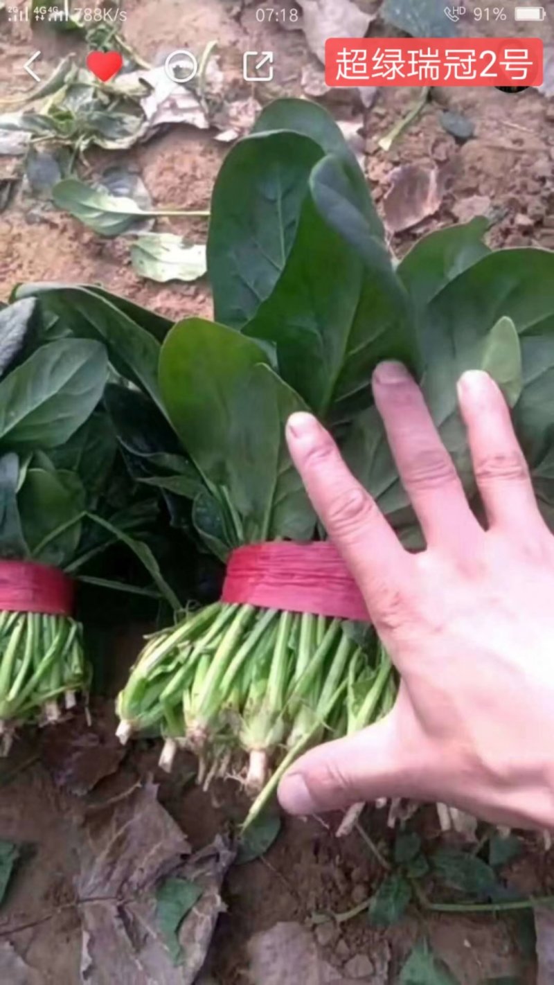 菠菜，大叶菠菜，黑夜菠菜
