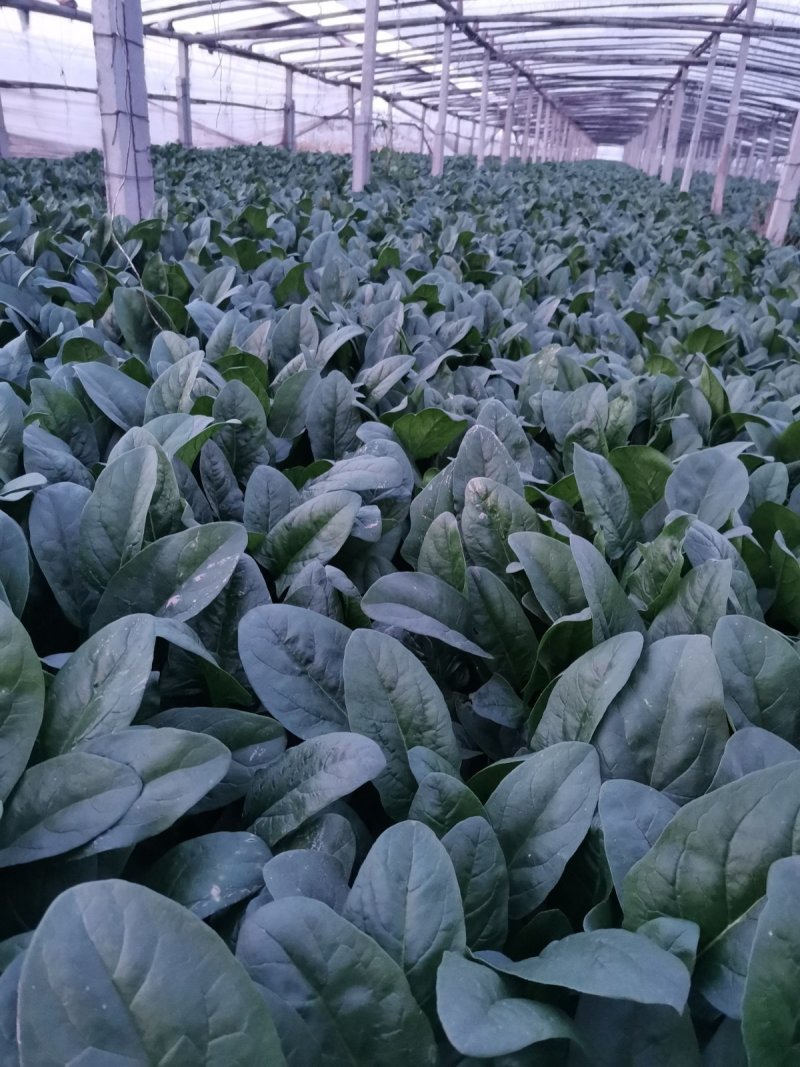 菠菜，大叶菠菜，黑夜菠菜