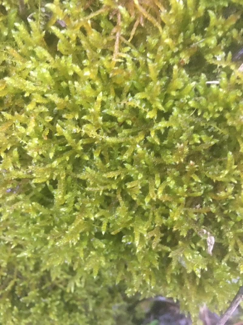 苔藓，青鲜，。普通苔藓