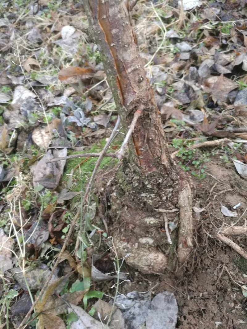 盘根流苏树，可以做盆景，嫁接桂花专用