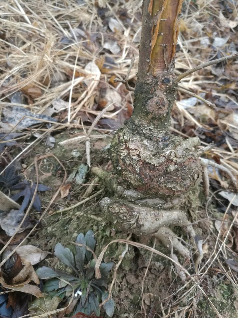 盘根流苏树，可以做盆景，嫁接桂花专用