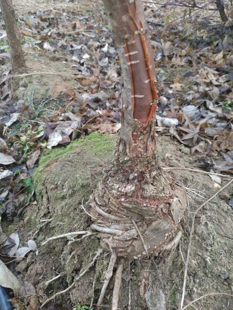 盘根流苏树，可以做盆景，嫁接桂花专用