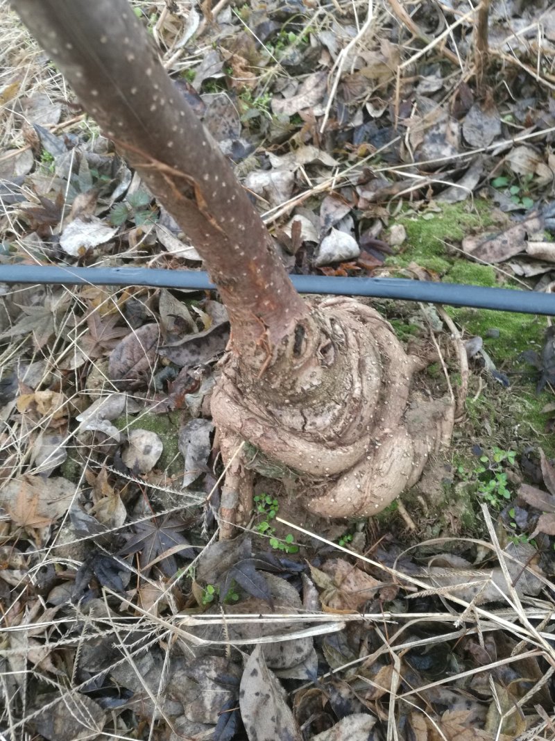 盘根流苏树，可以做盆景，嫁接桂花专用