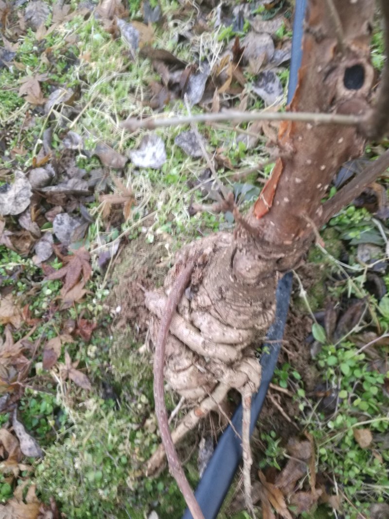 盘根流苏树，可以做盆景，嫁接桂花专用