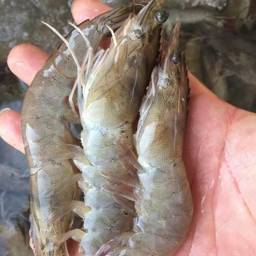 活单冻虾规格40条