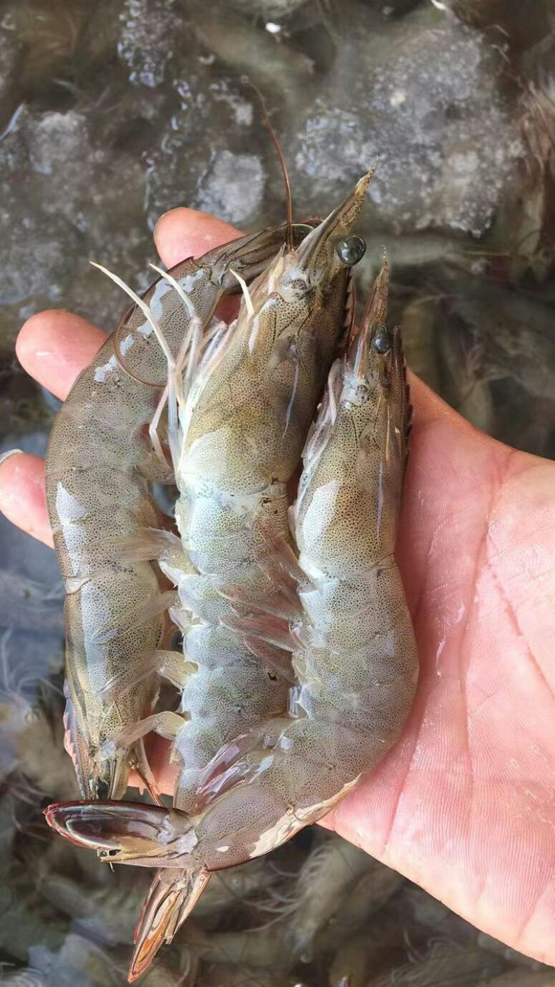 活单冻虾规格40条
