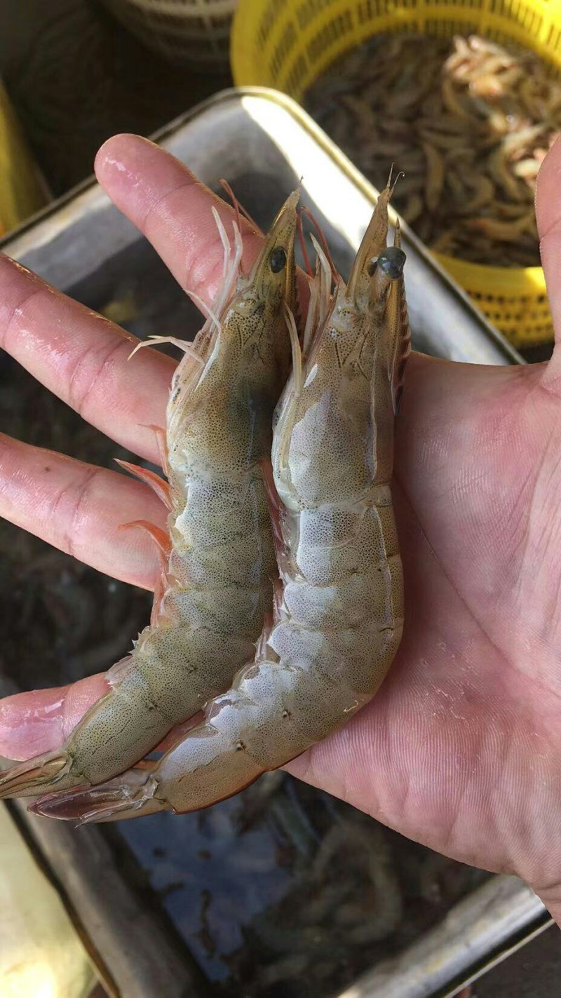 活单冻虾规格40条