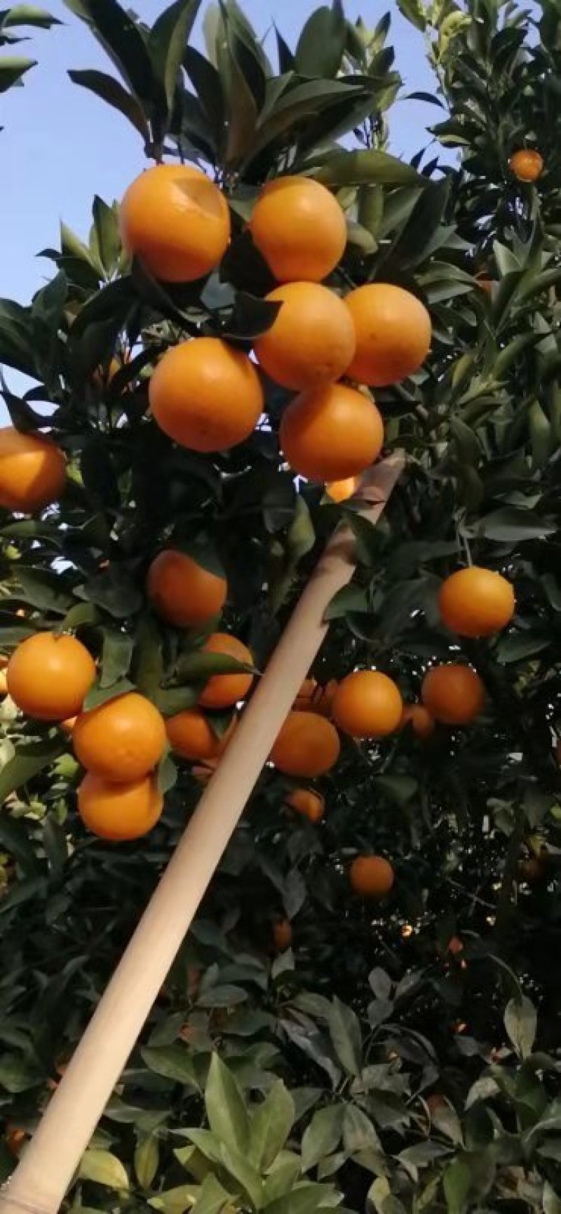 广东惠州红江橙现大量上市，汁多蜜甜，需要的朋友赶紧订购！