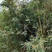 慈孝竹，高度在1米-3米左右，现挖现卖老移植，新移植都有