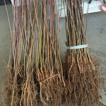 山丁子小苗辽宁山丁子苗1年苗。质量好，根系发达