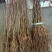 山丁子小苗辽宁山丁子苗1年苗。质量好，根系发达
