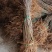 山丁子小苗辽宁山丁子苗1年苗。质量好，根系发达