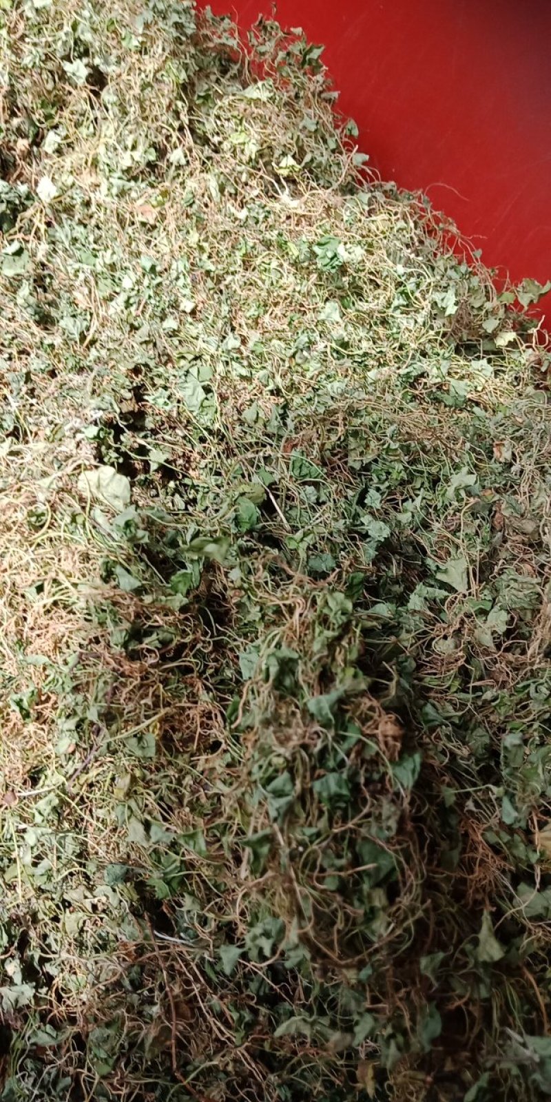 马蹄筋，小金钱草，贵州安顺野生药材