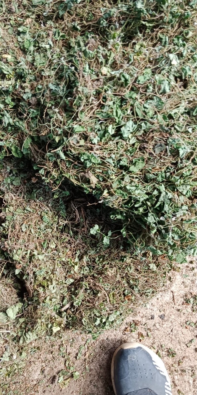 马蹄筋，小金钱草，贵州安顺野生药材