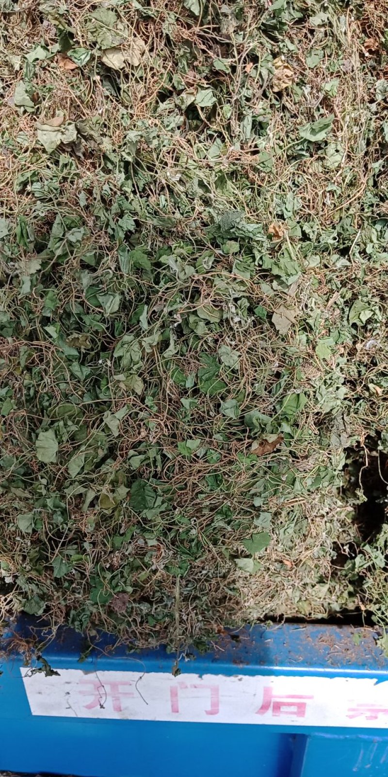 马蹄筋，小金钱草，贵州安顺野生药材