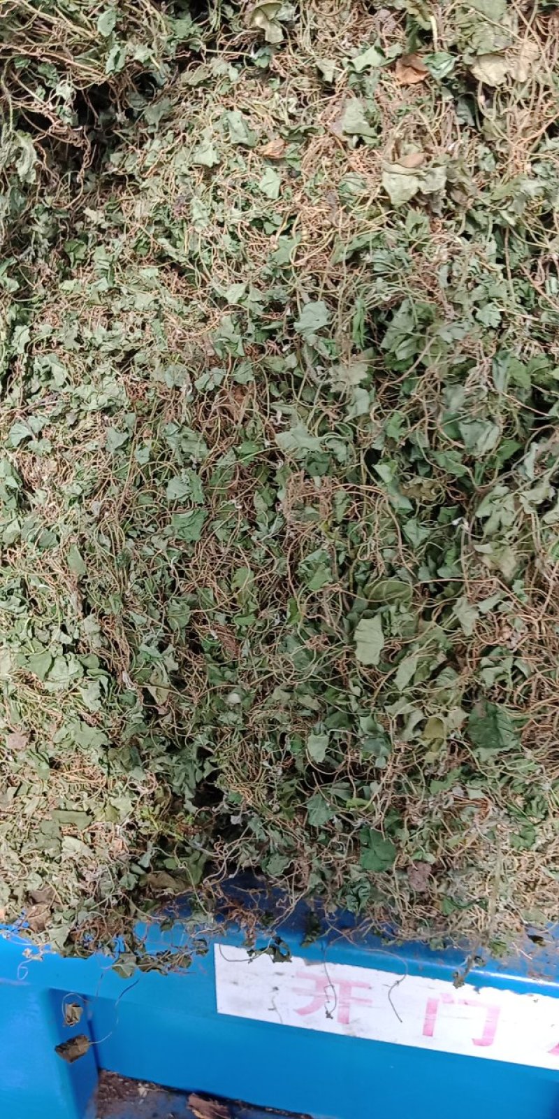 马蹄筋，小金钱草，贵州安顺野生药材