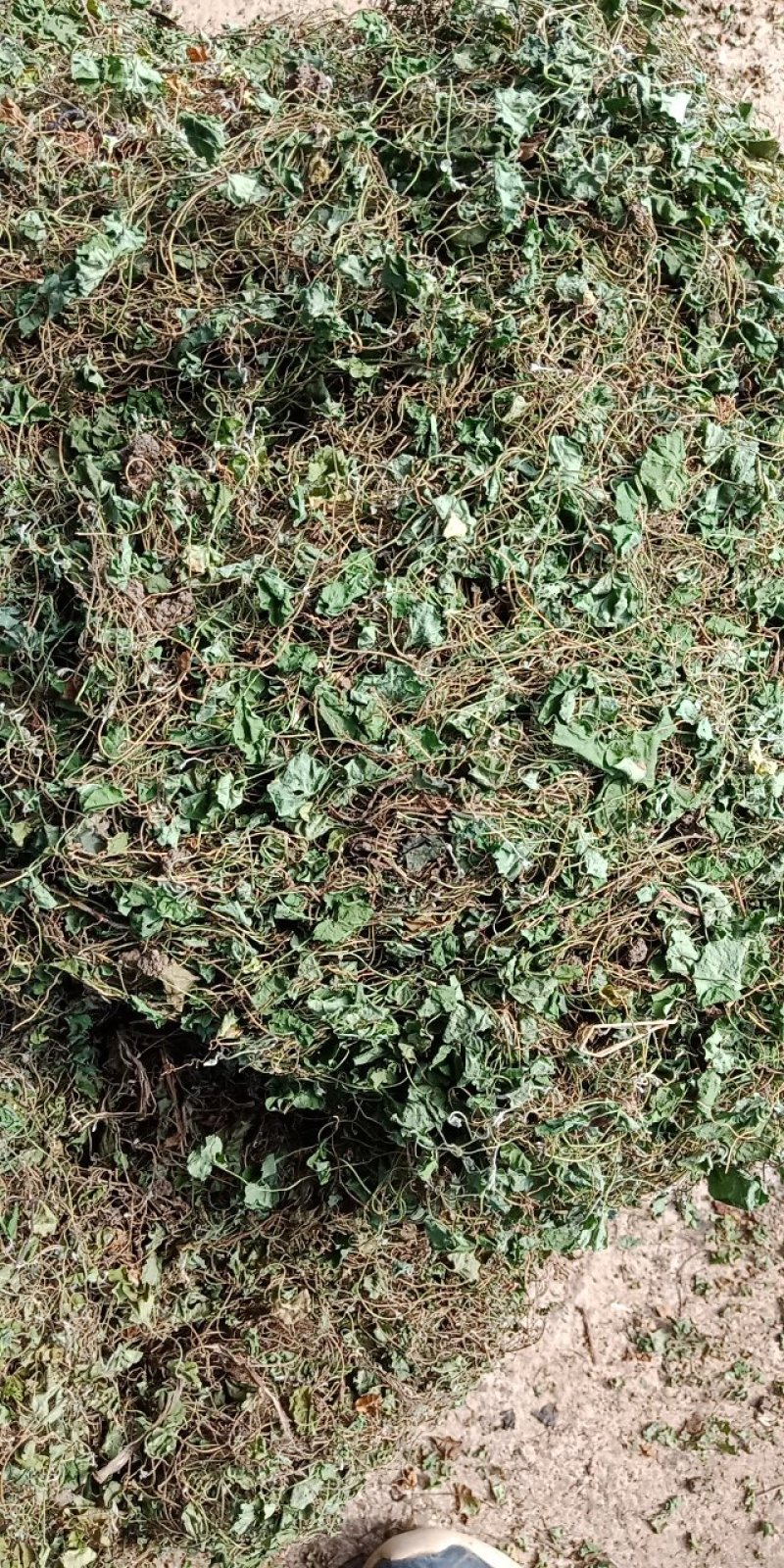 马蹄筋，小金钱草，贵州安顺野生药材