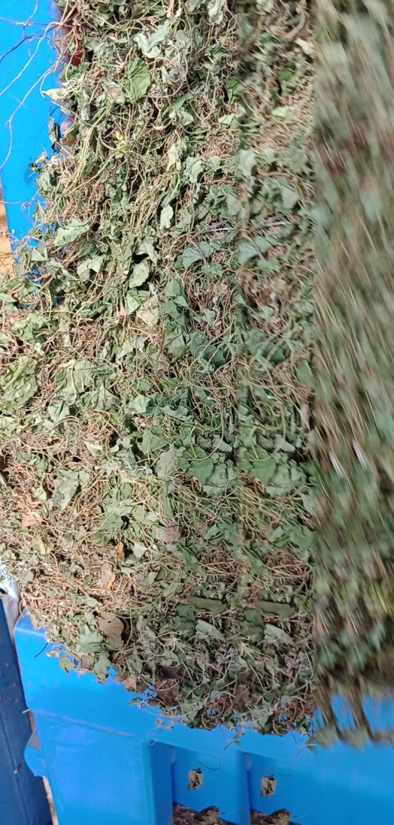 马蹄筋，小金钱草，贵州安顺野生药材