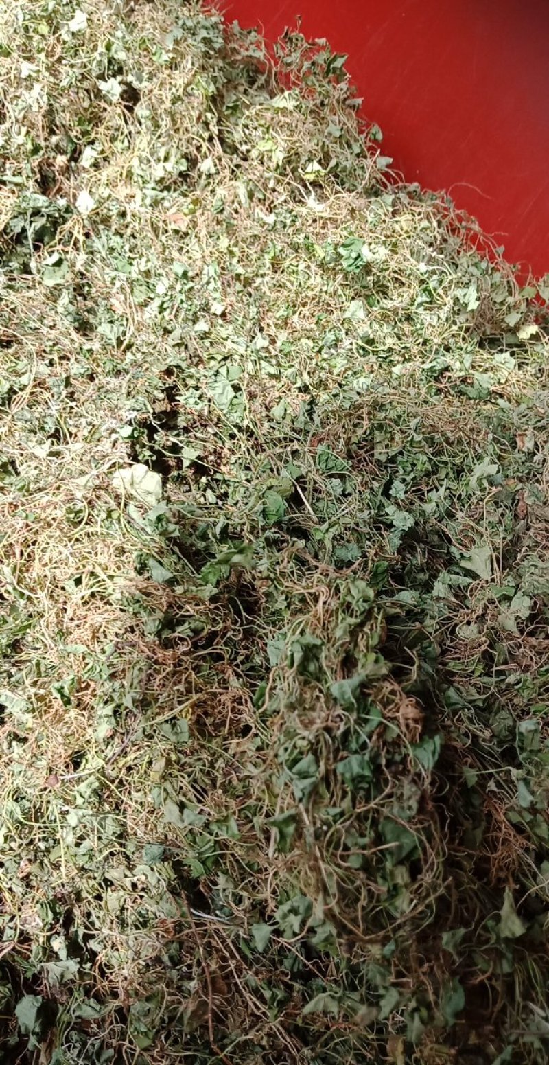 马蹄筋，小金钱草，贵州安顺野生药材