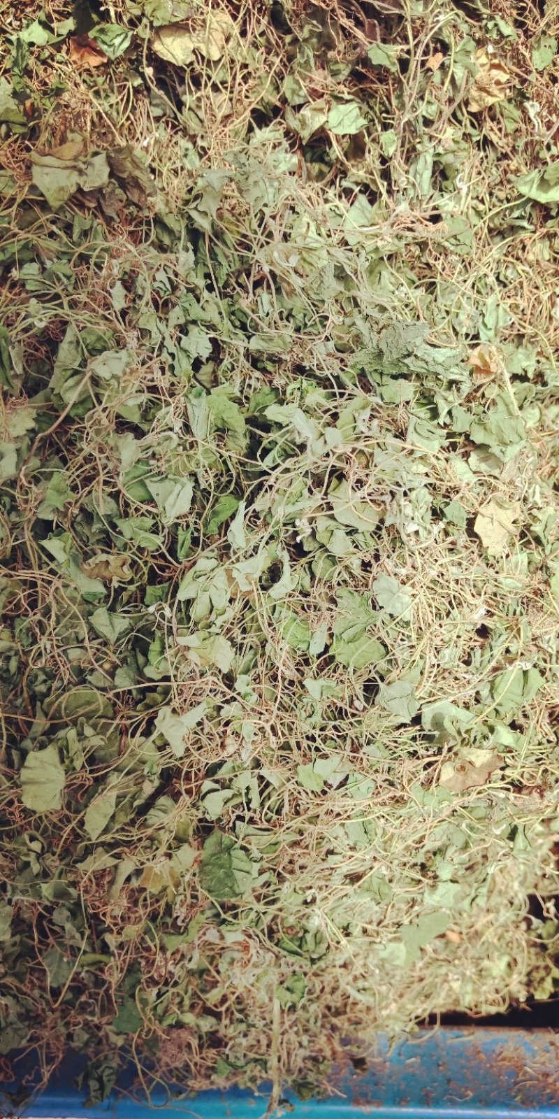 马蹄筋，小金钱草，贵州安顺野生药材