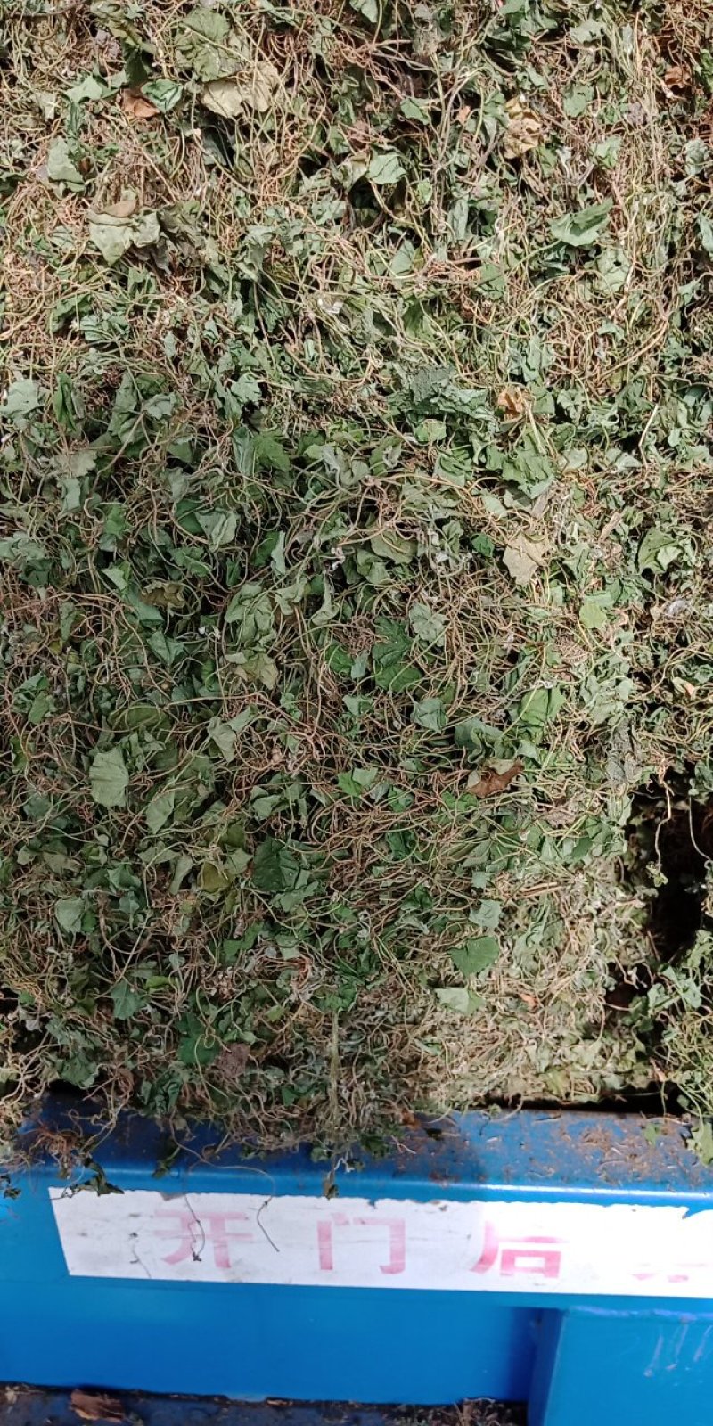 马蹄筋，小金钱草，贵州安顺野生药材