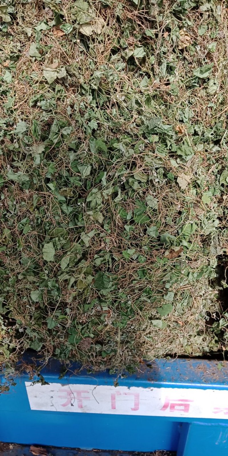 马蹄筋，小金钱草，贵州安顺野生药材