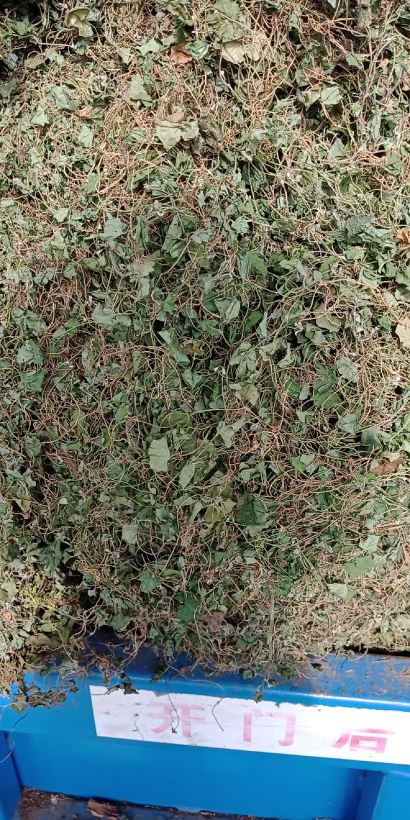 马蹄筋，小金钱草，贵州安顺野生药材