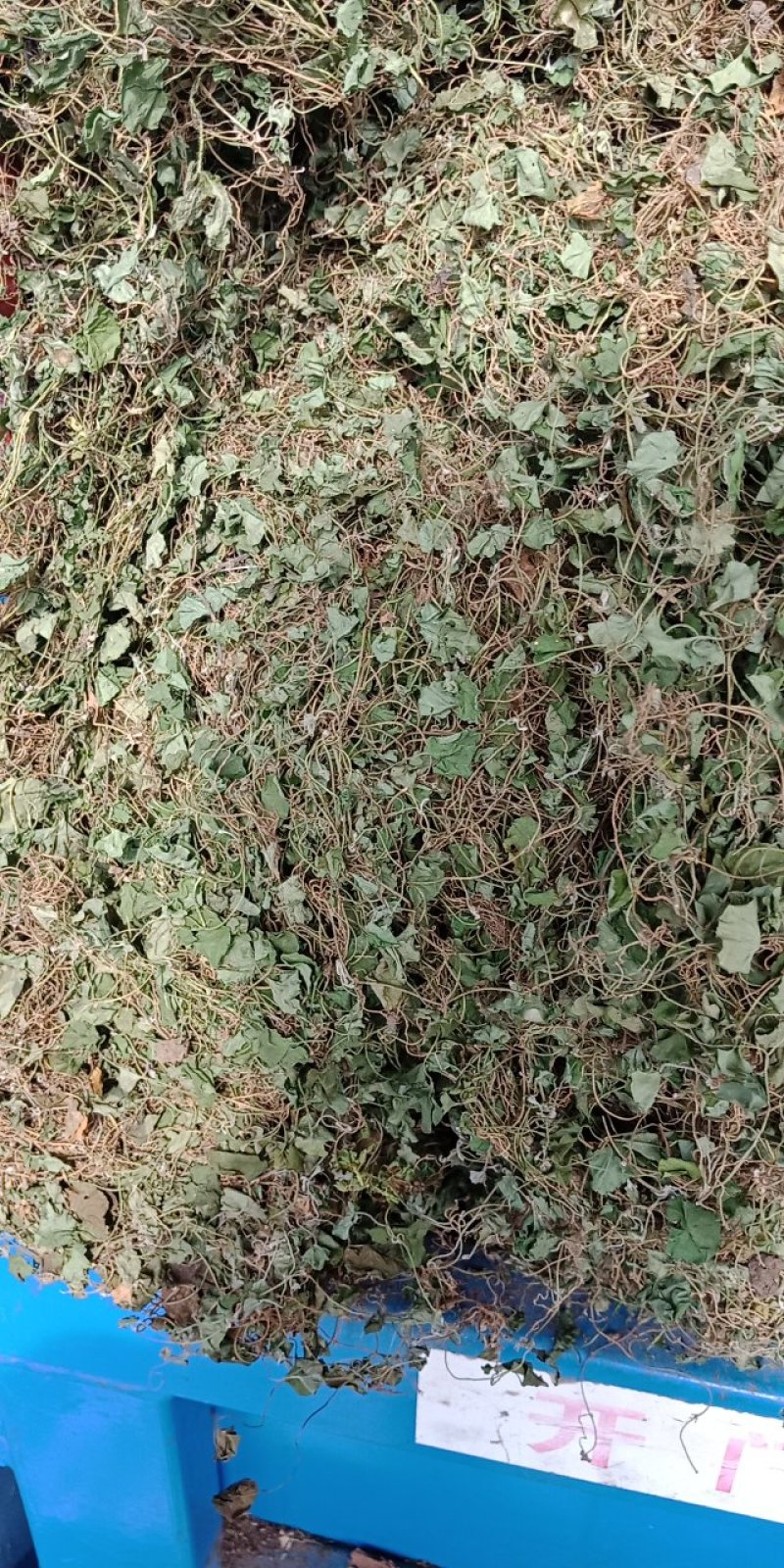 马蹄筋，小金钱草，贵州安顺野生药材