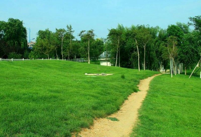 进口高羊茅种子耐践踏庭院道路护坡种子绿化草皮耐寒易种植