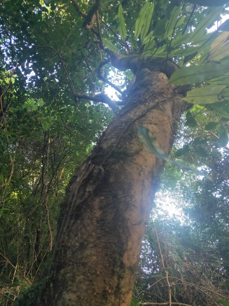 古茶树，银杏树(占地树马上贱卖)