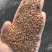 哈萨克斯坦🇰🇿优质亚麻籽