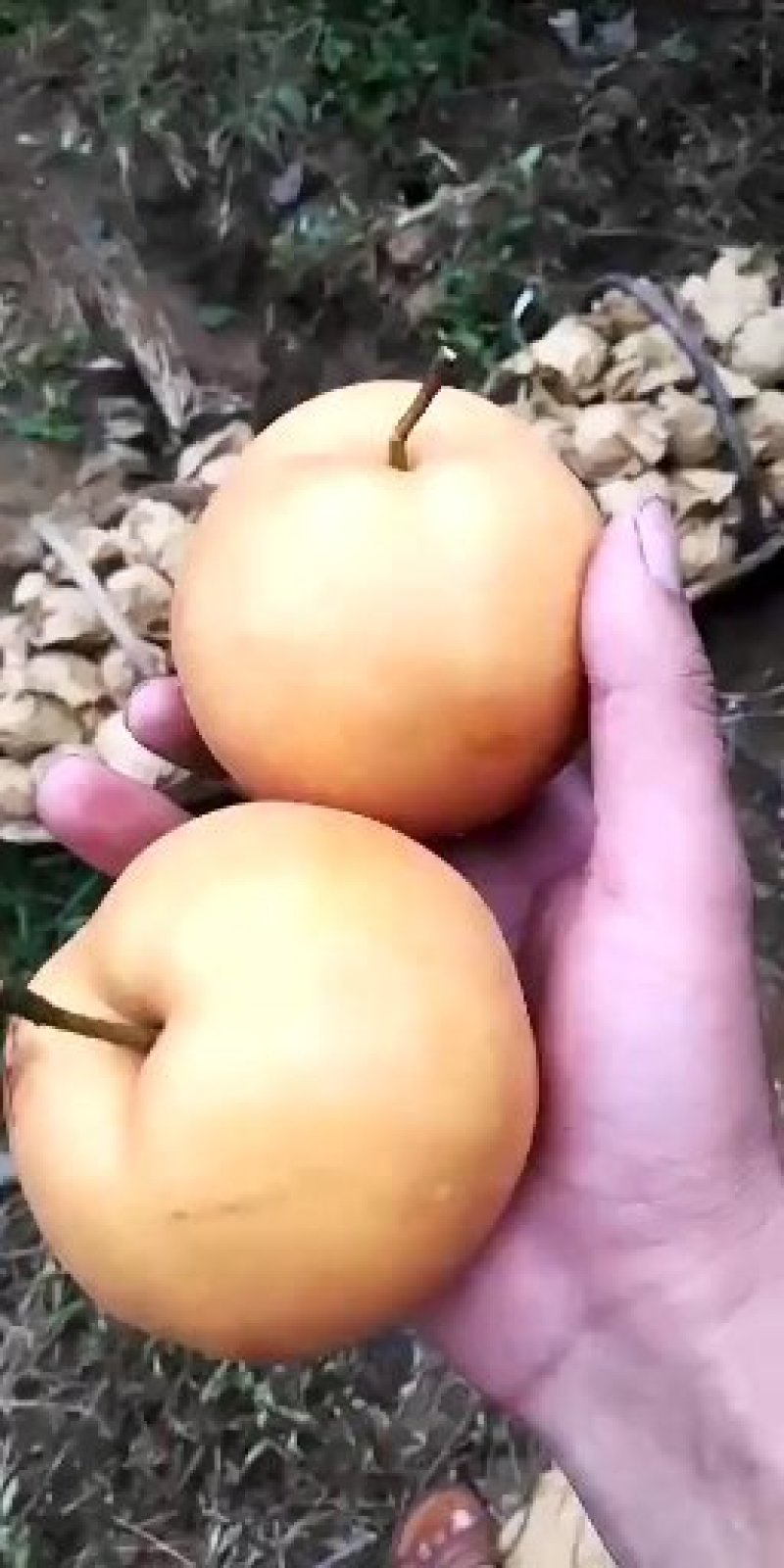 金果梨，秋月梨，晚秋黄梨，黄金梨已上市