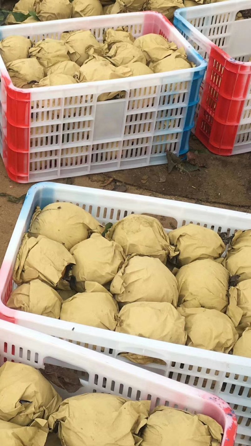 金果梨，秋月梨，晚秋黄梨，黄金梨已上市