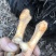 清远嘛鸡，土鸡240多天16块一斤