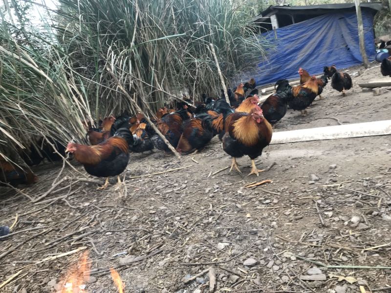 清远嘛鸡，土鸡240多天16块一斤
